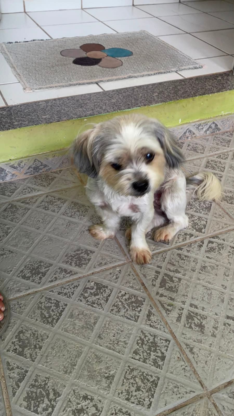 Essa cadelinha entrou na minha casa ao lado no Bar do Chico no Una. Acredito que está perdida (27)996523575