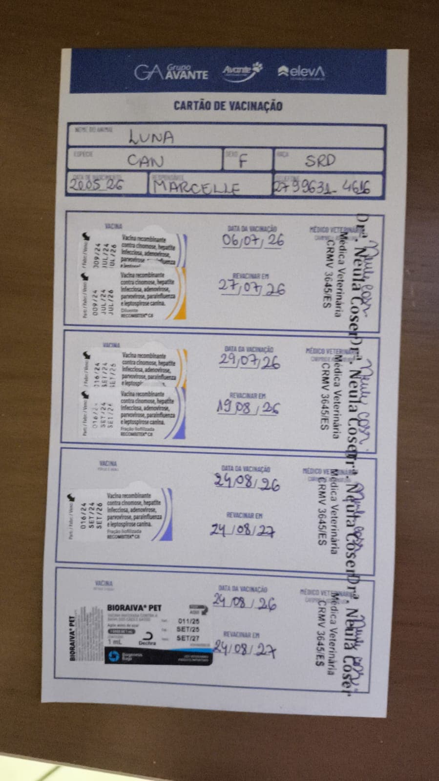 Doação, ela está em lar temporário!