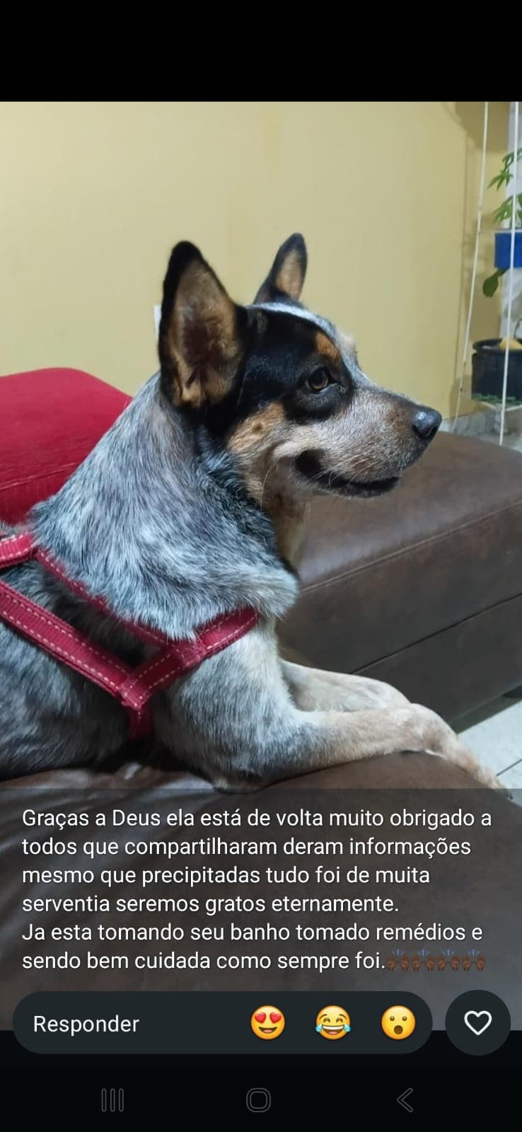Registro do grupo no WhatsApp