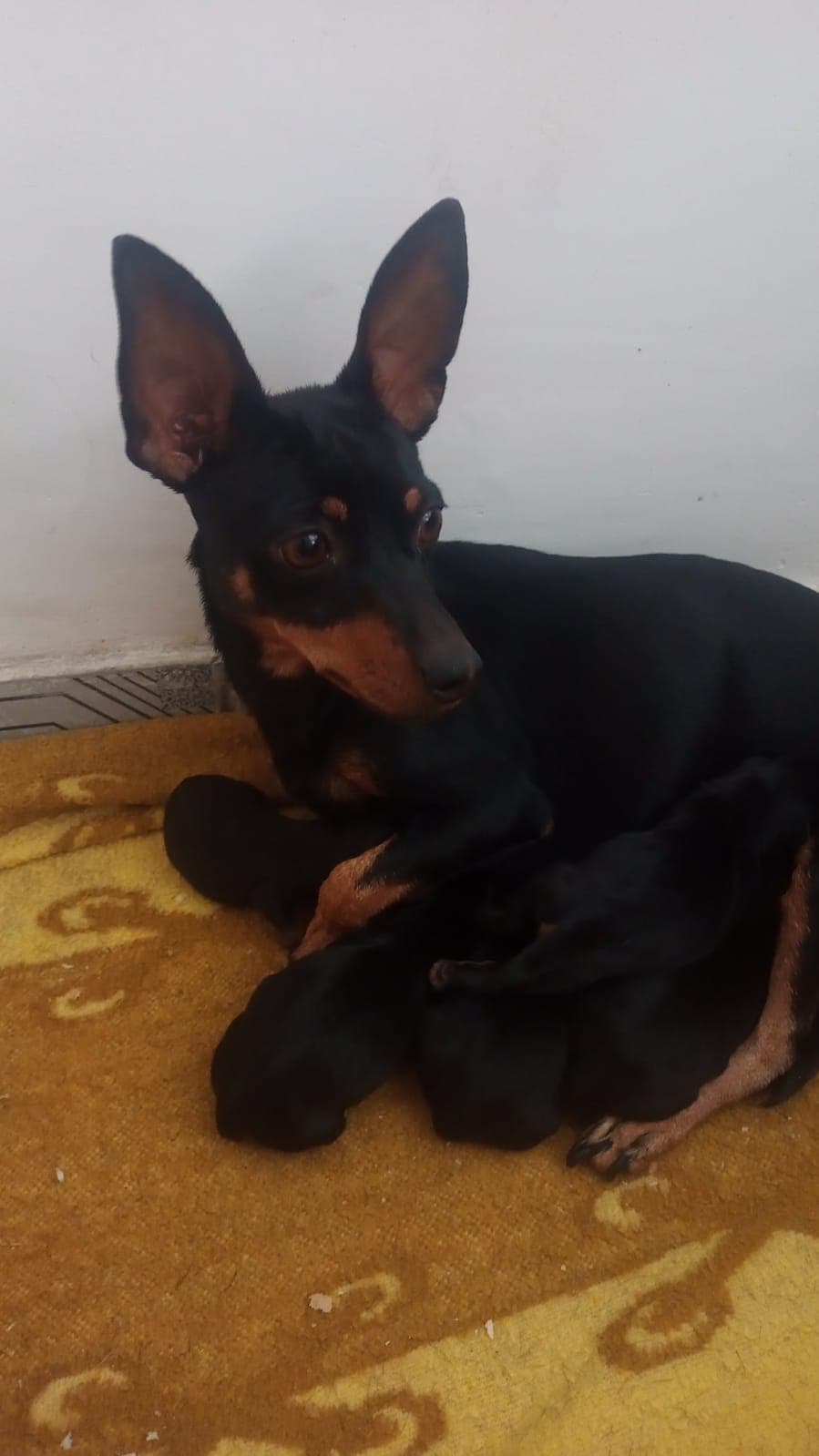 Filhotes de Pinscher