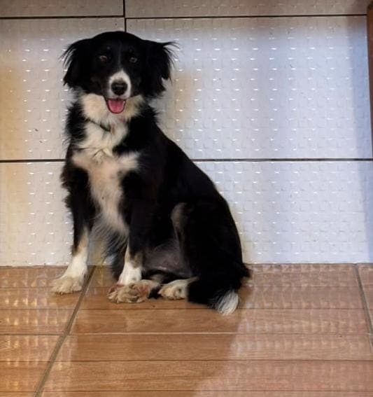 Essa cachorra fugiu de casa quem vê por favor me avisa!!!Ela atende por ESTRELA.Obrigada!!