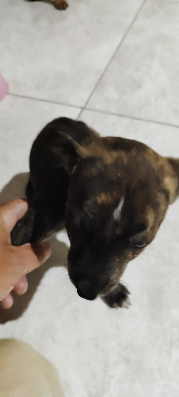 3Femea macho