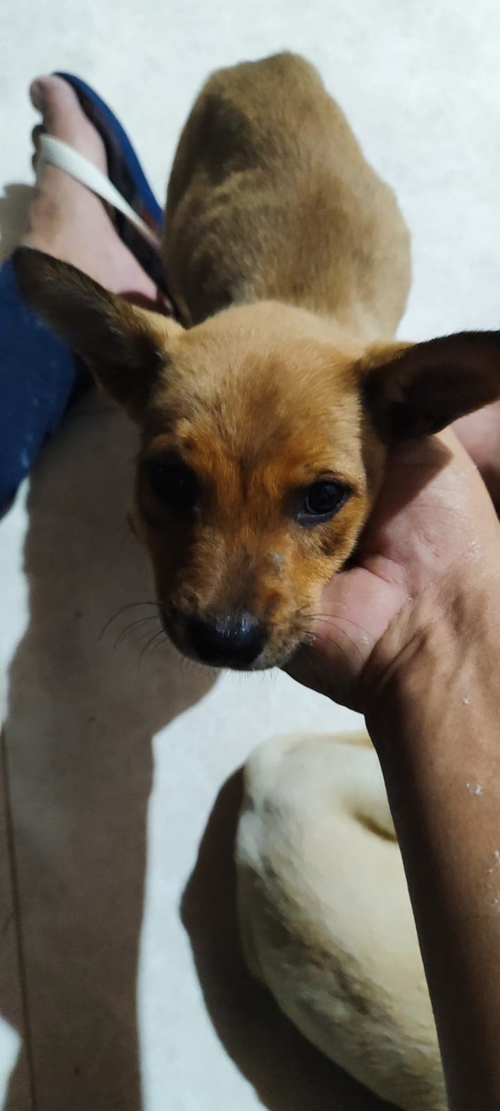 3Femea macho