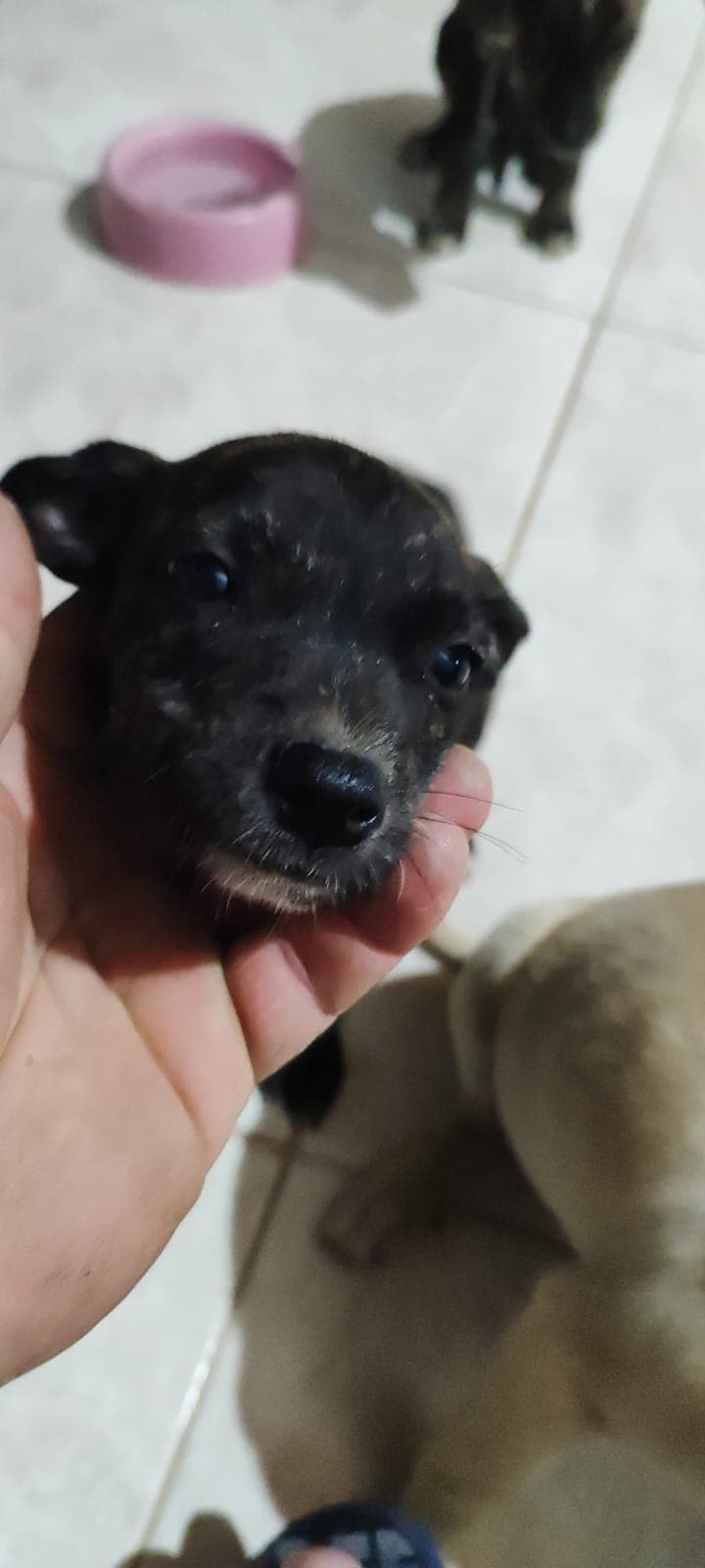 3Femea macho