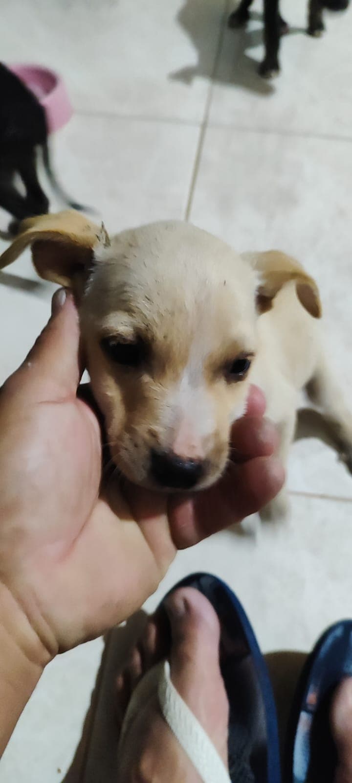 3Femea macho