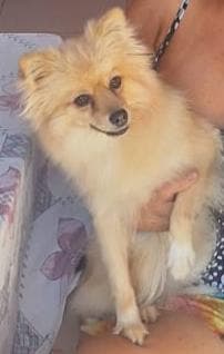 Pessoal essa cachorrinha se chama Amora,é a cachorra da minha mãe,ela fugiu agorinha,já fomos atrás mais n conseguimo