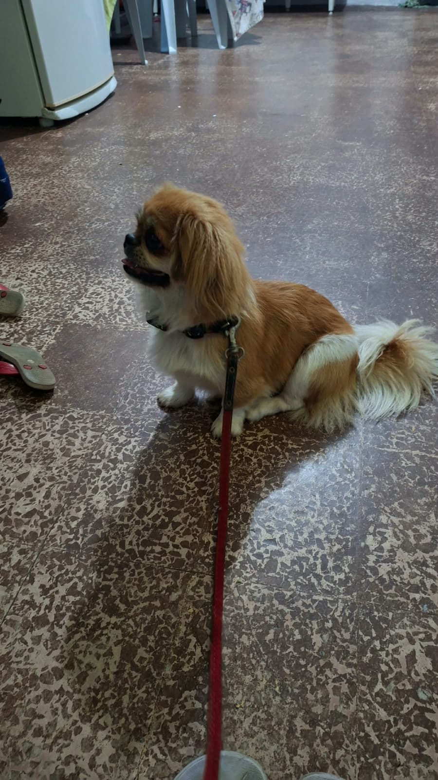 Alguém esta a procura desta cachorrinha? Estava na pista andando entre os carros próximo a rua do cartório