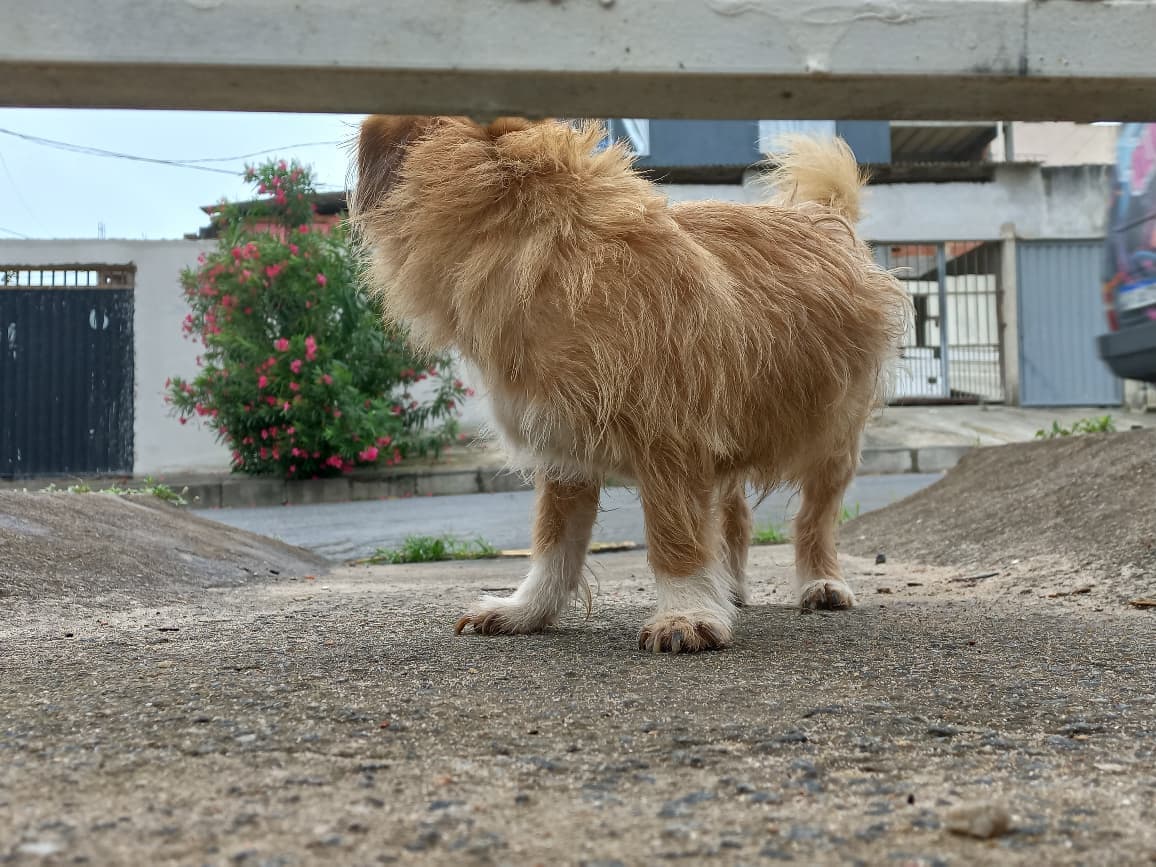 Pessoal. Esse cachorrinho apareceu em nossa rua aqui em Santa Mônica, não encontramos o dono ainda.
