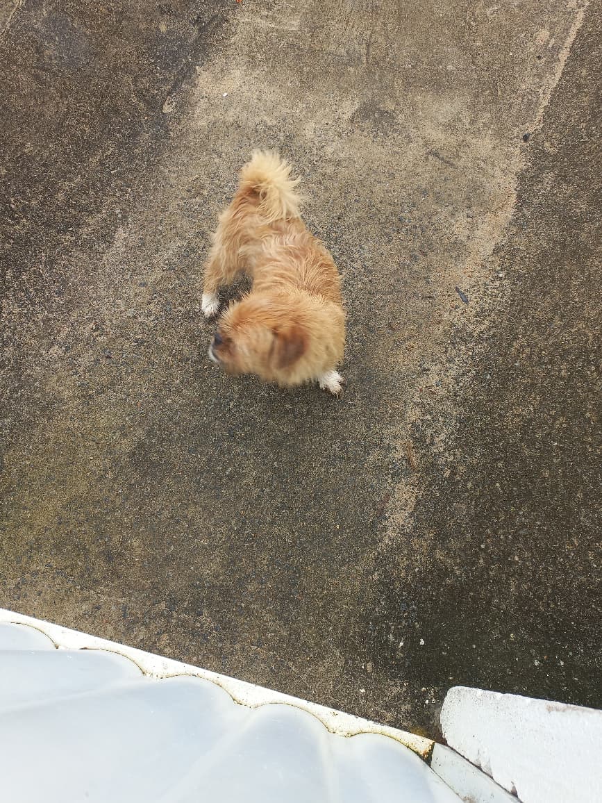 Pessoal. Esse cachorrinho apareceu em nossa rua aqui em Santa Mônica, não encontramos o dono ainda.