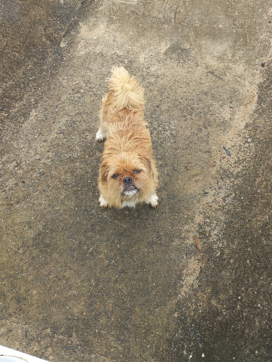 Pessoal. Esse cachorrinho apareceu em nossa rua aqui em Santa Mônica, não encontramos o dono ainda.
